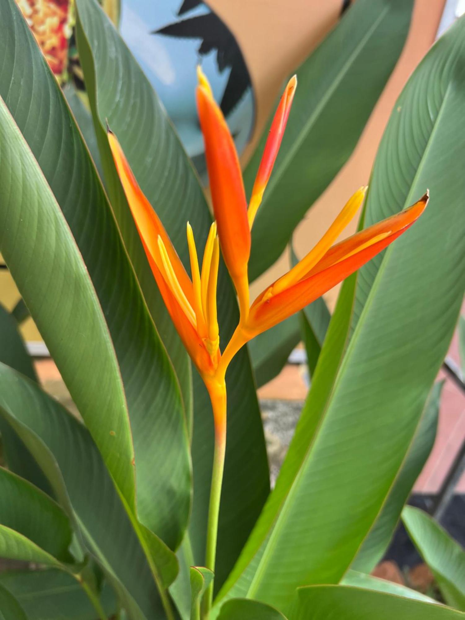 Tropical Garden Phu Quoc Apartment Ngoại thất bức ảnh