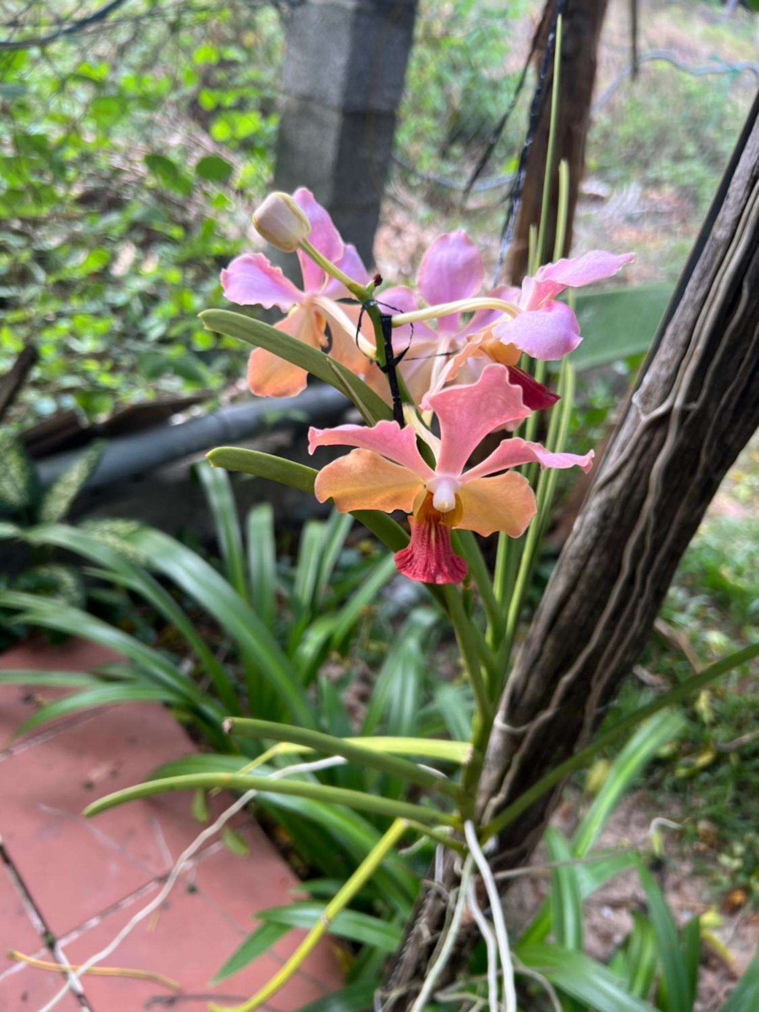 Tropical Garden Phu Quoc Apartment Ngoại thất bức ảnh
